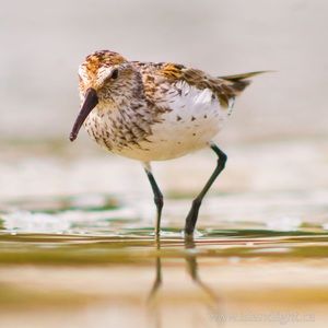 Meet your Posher, Elysha